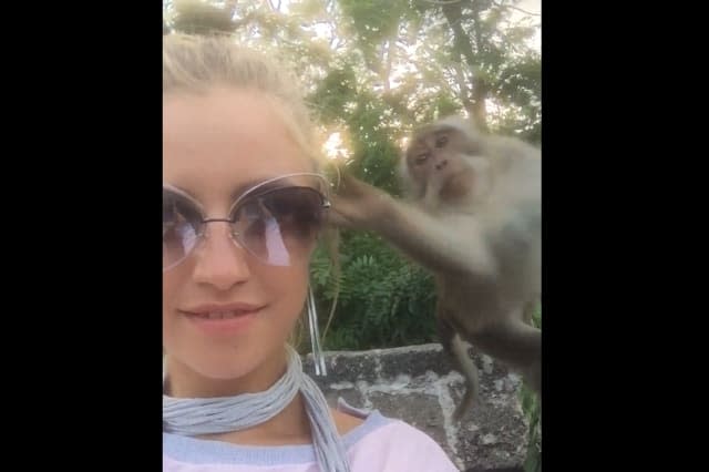 Cheeky monkey steals sunglasses from girl's face