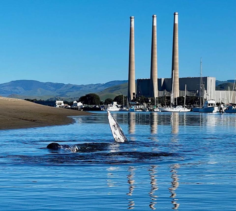 A gray whale swims in the Morro Bay Harbor on Thursday, March 14, 2024. The whale has been been spotted in the harbor for the last few days.