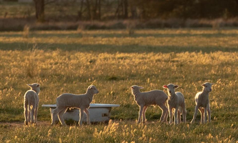 <span>Photograph: Brook Mitchell/Getty Images</span>