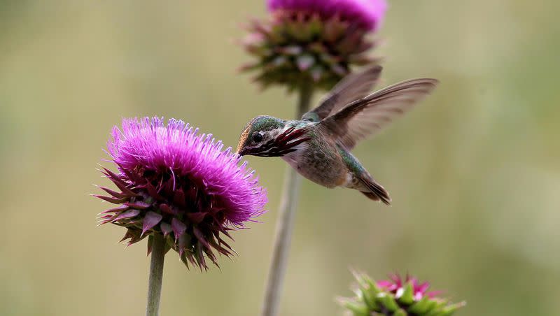 A hummingbird feeds off of wildflowers in Rocky Mountain National Park near Estes, Colorado, July 28, 2020.
