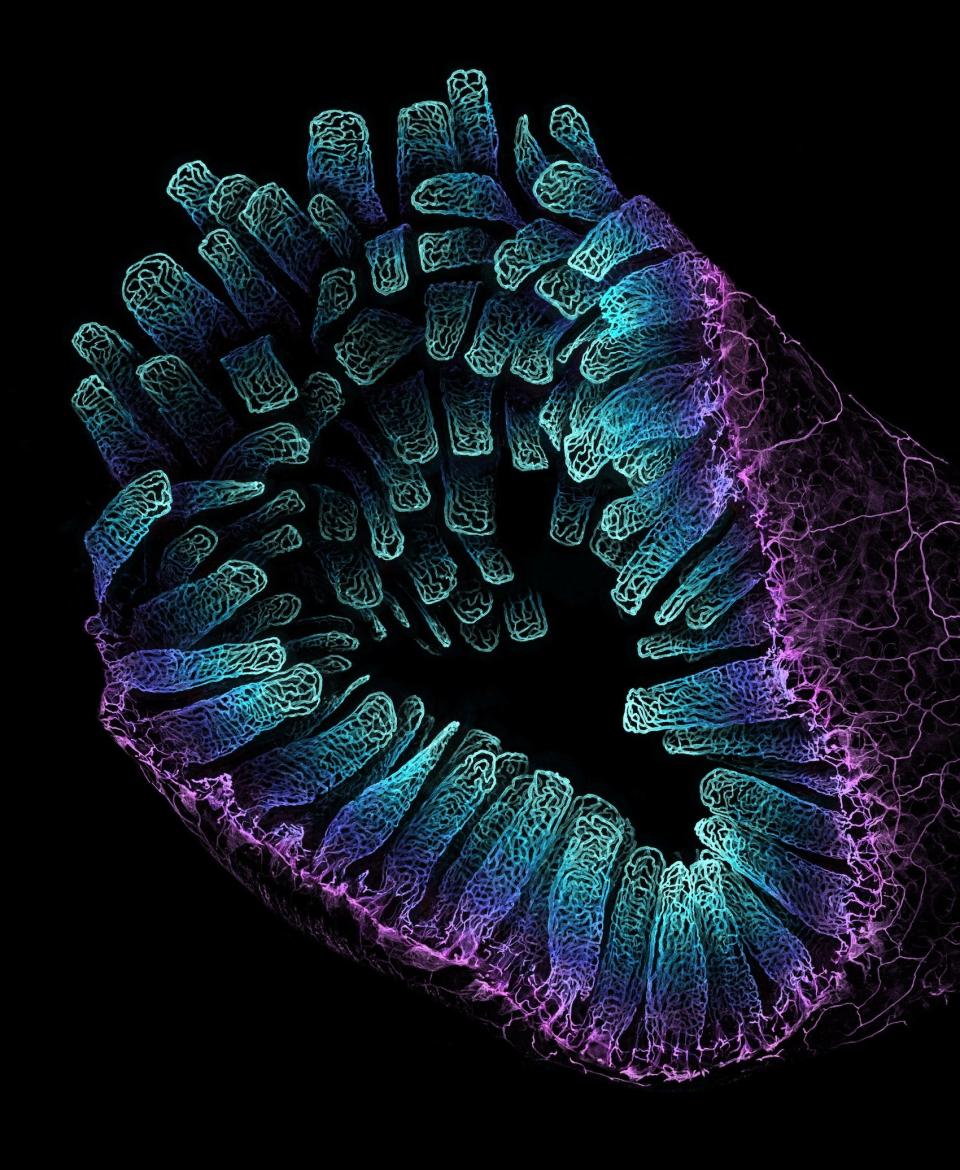 Blood vessel networks in the intestine of an adult mouse