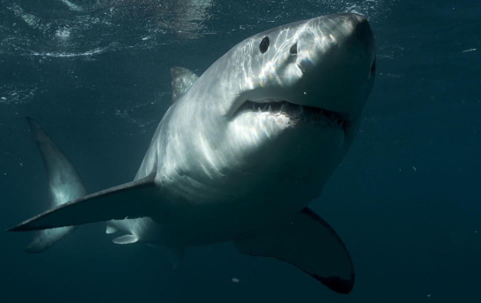 Great white shark swims from North Carolina to Newfoundland