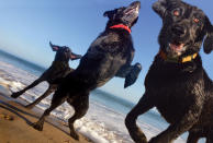 <p>Blitz, Buck and Santini, black labs, frolic on a beach in Santa Cruz, Calif. (Photograph by Lara Jo Regan) </p>