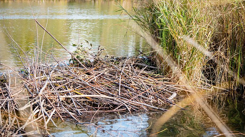 Beavers act as &apos;ecosystem engineers&apos; by building dams on rivers.
