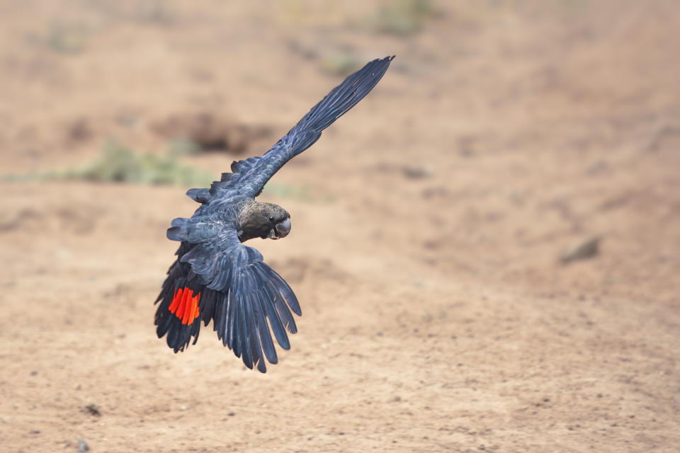 A rare, wild glossy black cockatoo (<i>Calyptorhynchus lathami lathami</i>) in flight in New South Wales. (Photo: Kristian Bell via Getty Images)