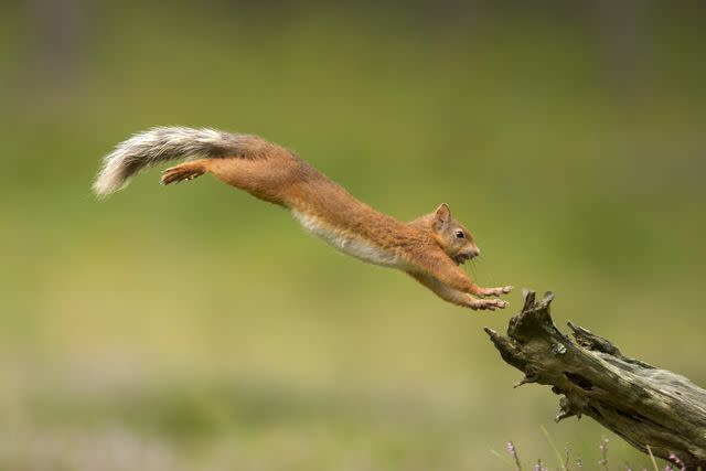 <p>Mark Hamblin / scotlandbigpicture.com</p> A red squirrel (Sciurus vulgaris)