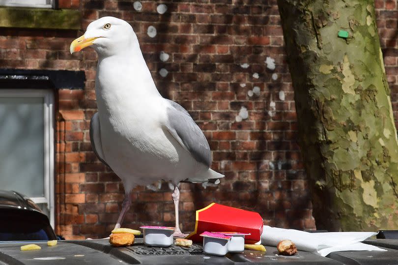 Seagulls can be very aggressive -Credit:Colin Lane/Liverpool Echo