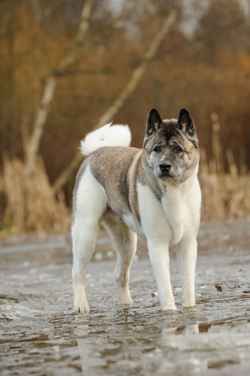 1) Akita