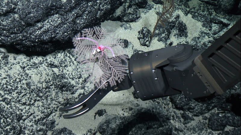 New Black Coral species discovery