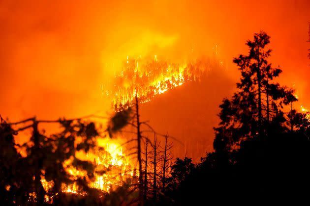 <p>Les flammes du Windy Fire dans la forêt nationale de Sequoia.</p>