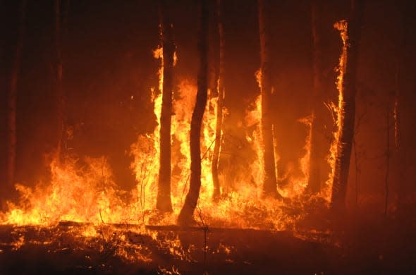 Large flames of forest fire