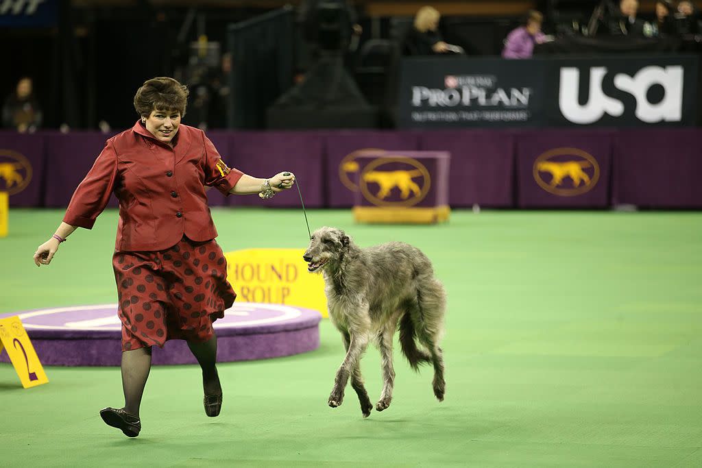 tallest dog breed scottish deerhound on a leash at a dog show