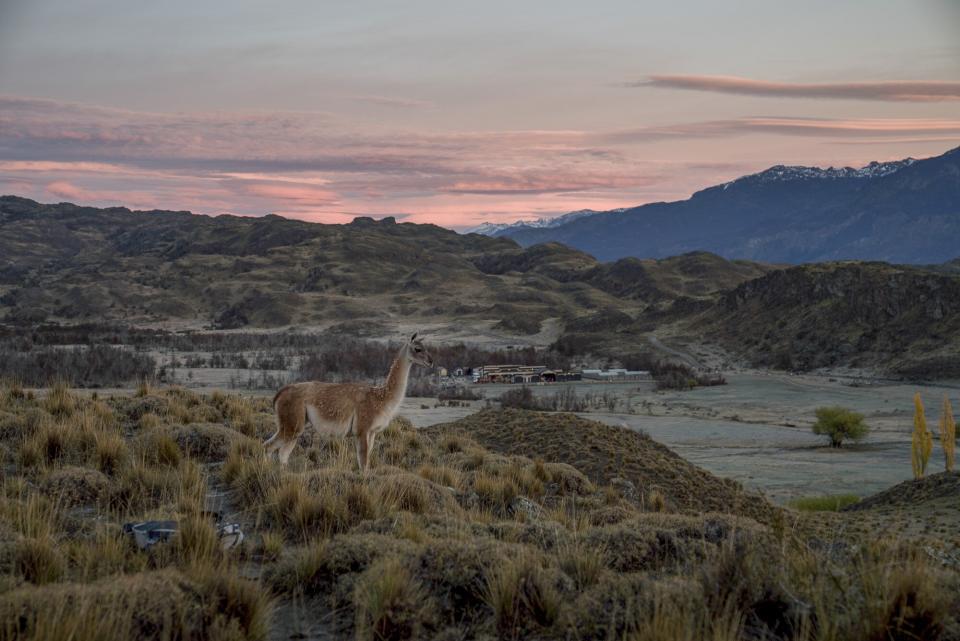 A Llama stands on a hill with a lodge and mountains in the background in Wild Life