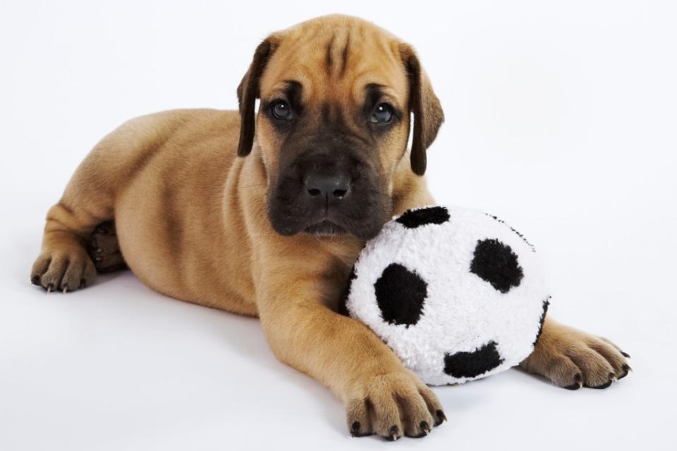 Great Dane dog with toy soccer ball.