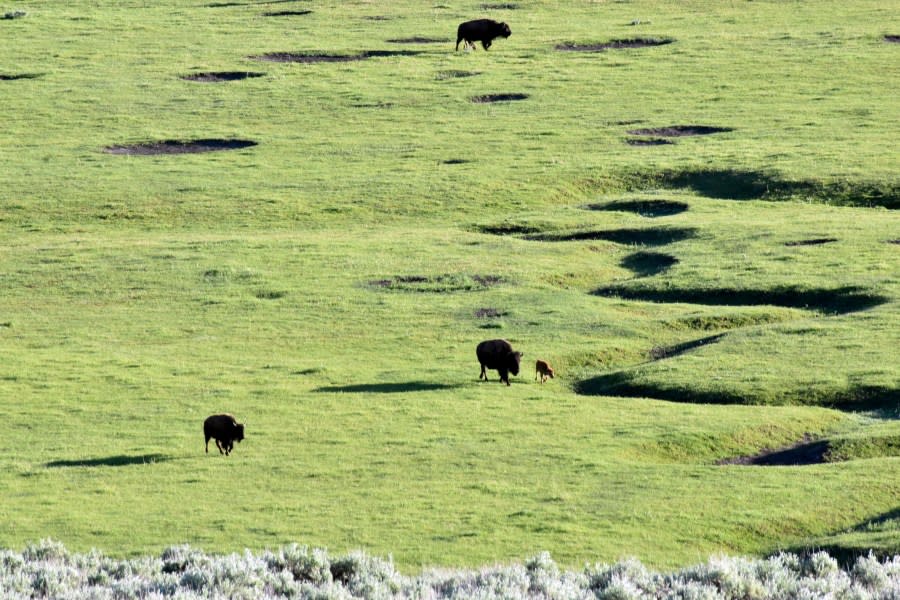 Buffalo, also known as bison, graze in the Lamar Valley of Yellowstone National Park, Thursday, June 13, 2024, near Mammoth Hot Springs, Wyo. A rare white buffalo calf was photographed earlier this month in the park, spurring visitors to try to catch a glimpse of the animal. (AP Photo/Matthew Brown)