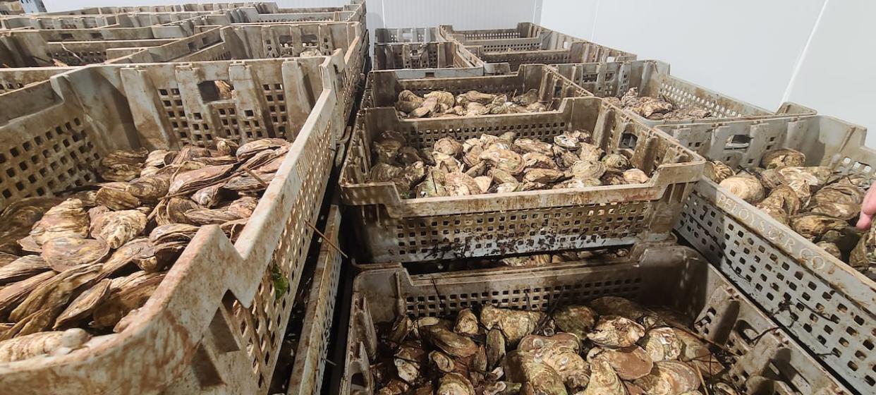 P.E.I.'s oyster growing industry faced tens of millions of dollars of damage from post-tropical storm Fiona in late September 2022, but roughly 75 per cent of claimants haven't been compensated. (Sam Wandio/CBC News - image credit)