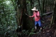 Jorge Santofimio, ecologista y exguerrillero firmante del acuerdo de paz entre las Fuerzas Armadas Revolucionarias de Colombia (FARC) y el Gobierno colombiano, huele un trozo de madera recién cortada de un árbol durante una jornada de búsqueda de semillas para reforestar las selvas, en Puerto Guzmán