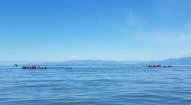 Volunteers with Project Jonah form a human chain to preven whales beaching. Photo: Project Jonah New Zealand