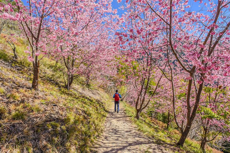 新竹司馬庫斯絕美櫻花景點。（圖／可樂旅遊提供）