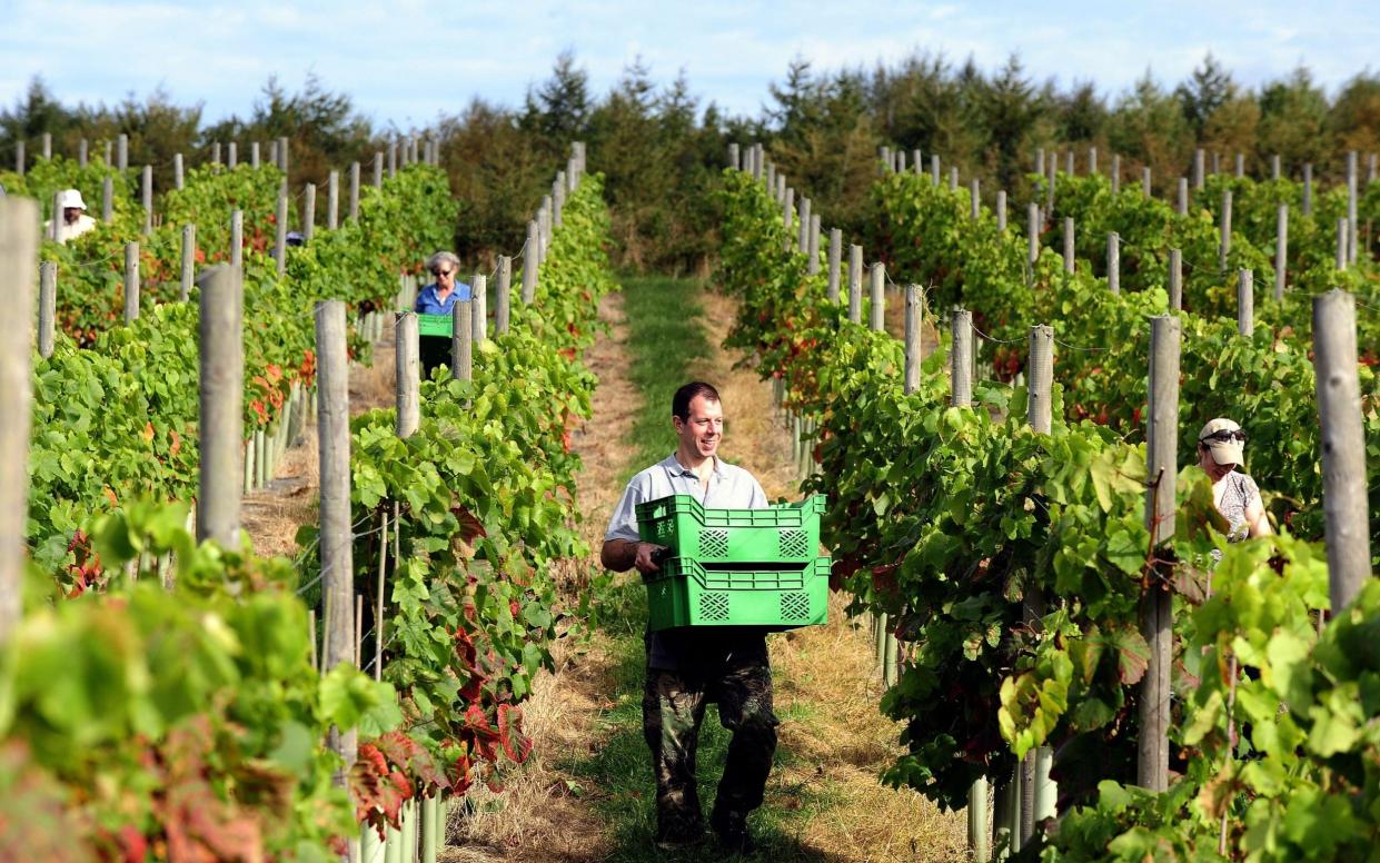 A man carries boxes of grapes between rows of vines