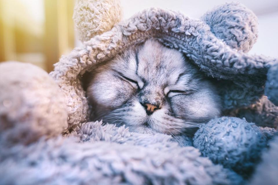 sleeping cat cuddled in warm blankets; how to make your sick cat feel better