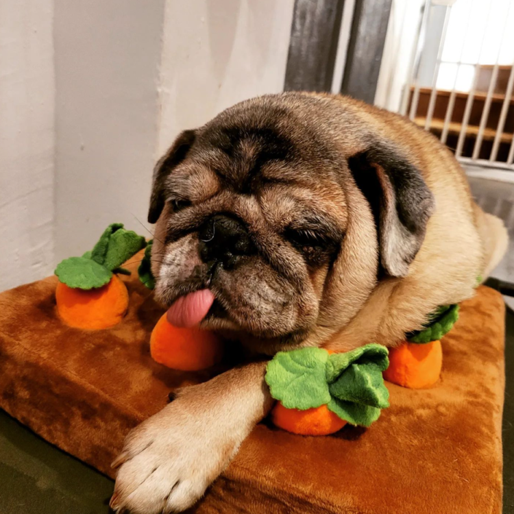 What to do in Singapore - What the Pug