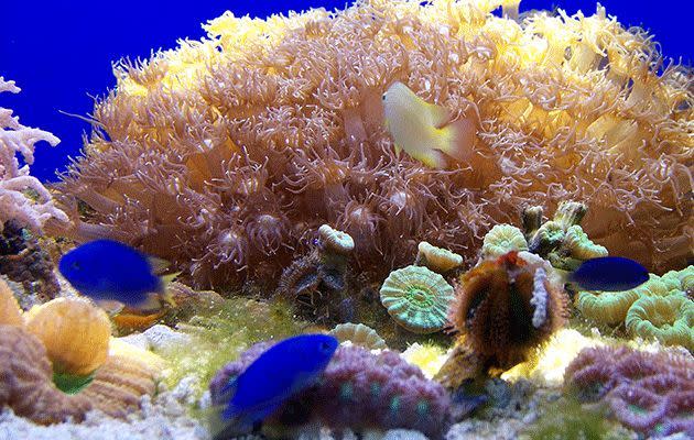 The indoor reef at the Noumea aquarium. Photo: Anna Kirtlan