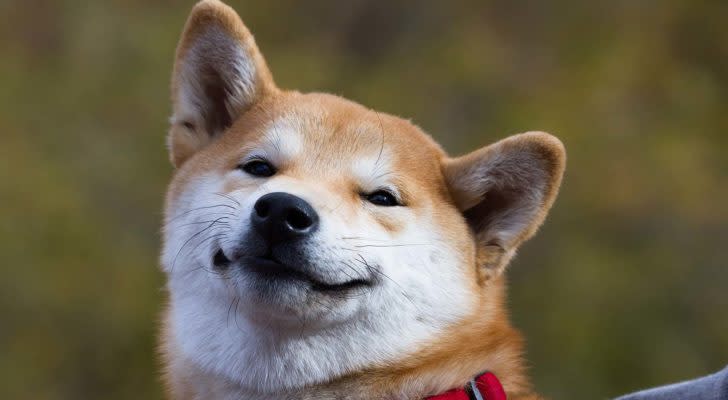 A close-up shot of a Shiba Inu with a grinning face representing Dogecoin.