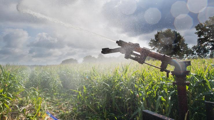 Getreide- und Milchbauern klagen über Einbußen durch die Hitze. Doch der alljährliche Wetter-Alarmismus nutzt sich ab – auch wegen der regionalen Unterschiede.