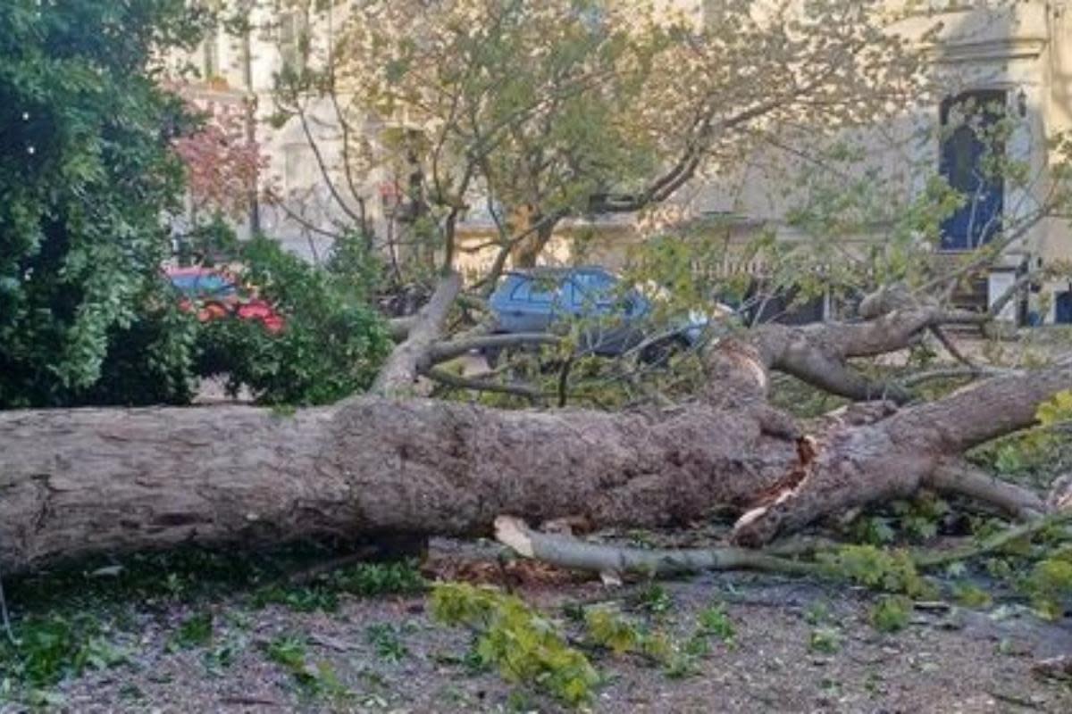 A fallen tree at London Road, Harrow <i>(Image: Fiona Cleasson)</i>