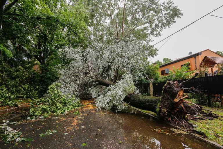 En Santa Rita, en la zona norte del Gran Buenos Aires, también se cayeron muchos árboles