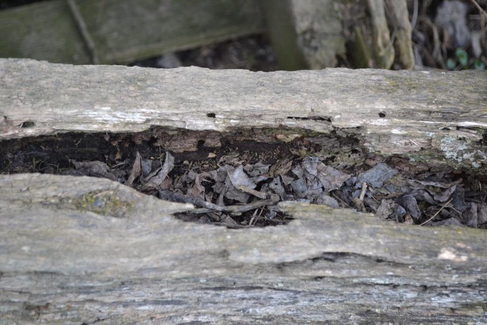 This barn beam shows evidence of damage that is likely from a powder post beetle which woodpeckers like eat.