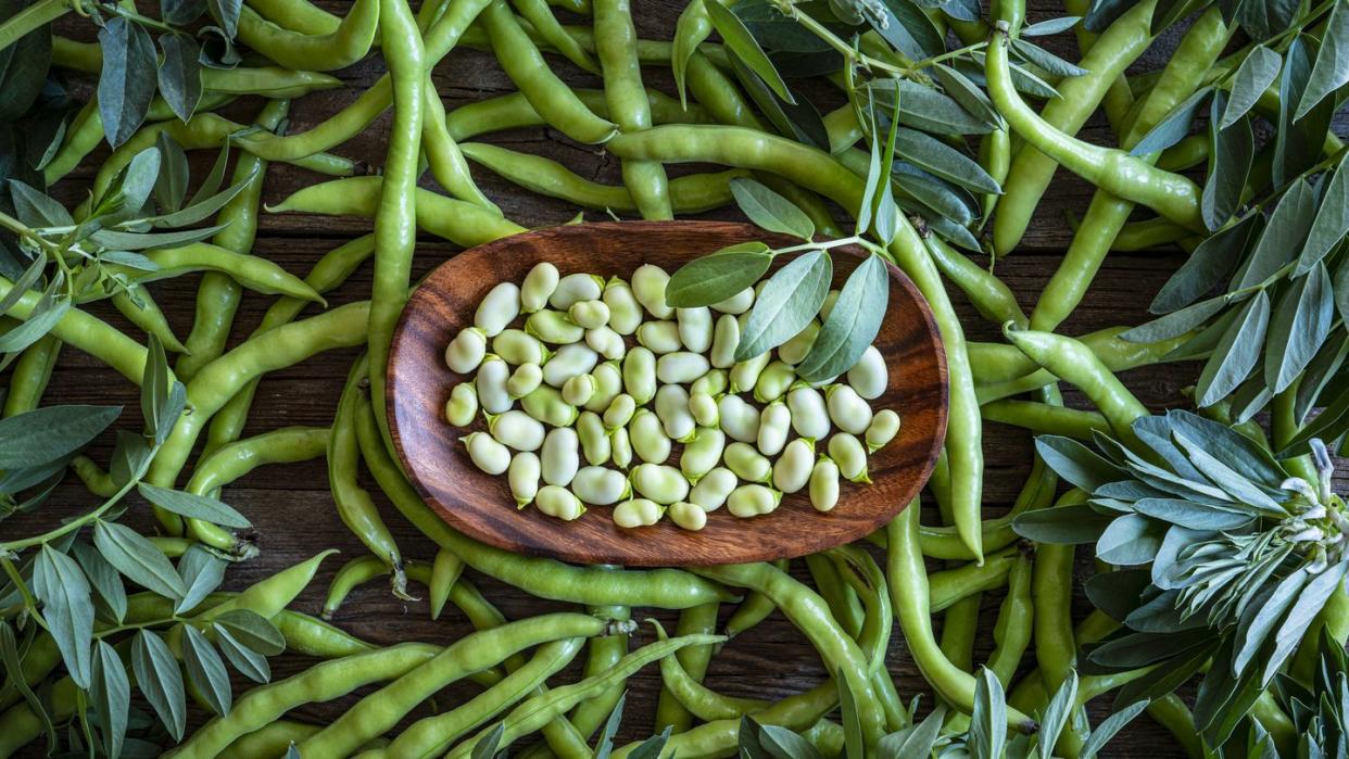 broad beans lima beans fresh just after harvest