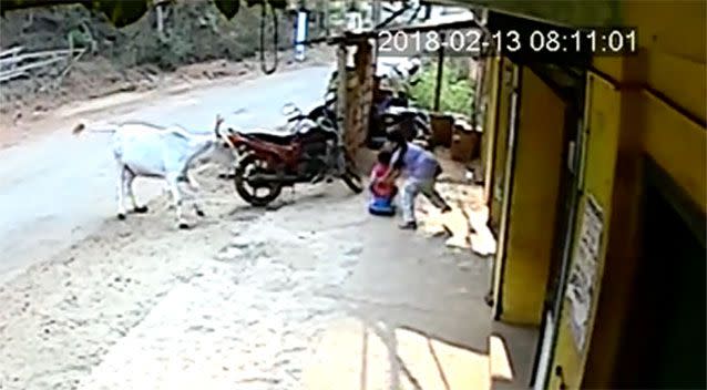 A wild cow attacks a little girl playing with her two-year-old brother, in Bhatkal, south west India. Source: India Photo Agency
