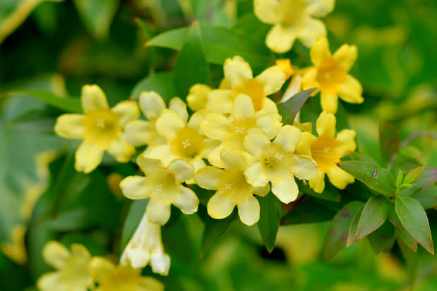 Yellow jessamine, the South Carolina state flower<p>iStock</p>