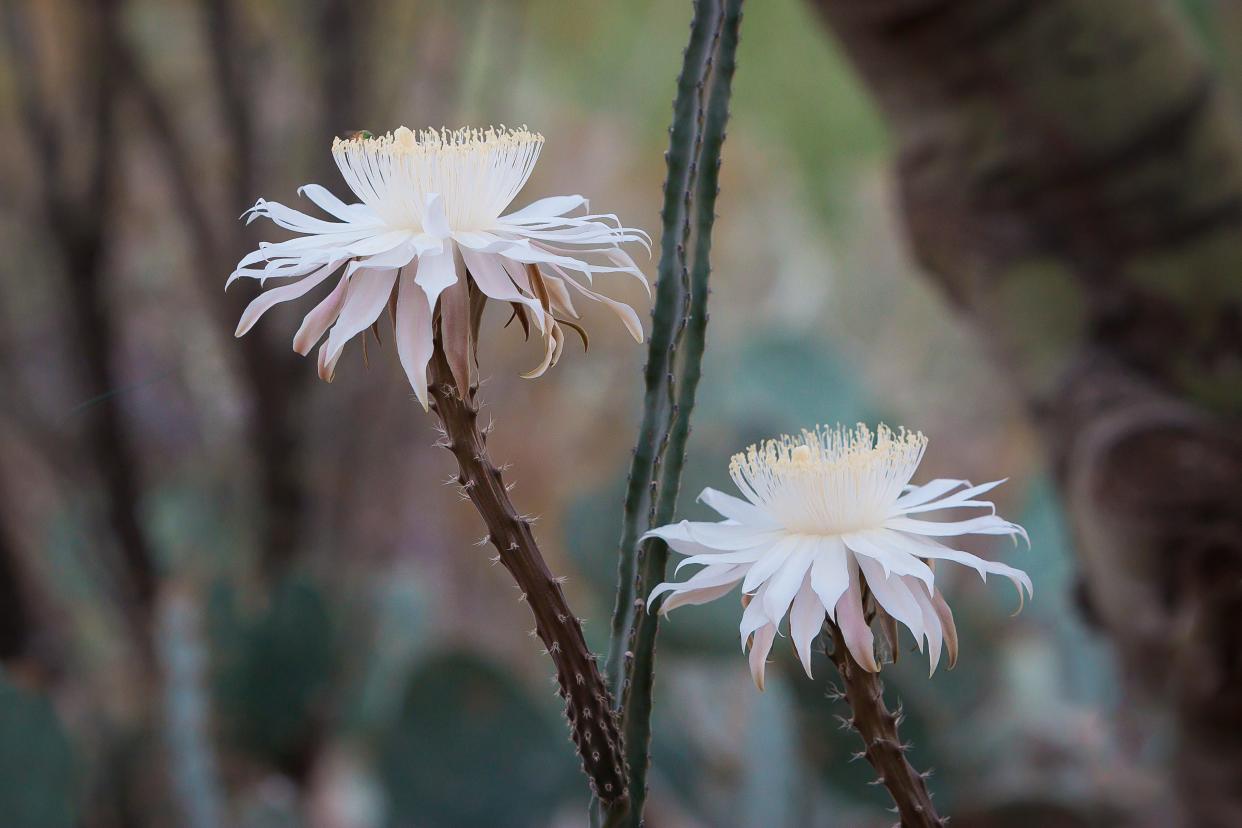 Queen of the Night cactus is expected to bloom in the Arizona desert this summer