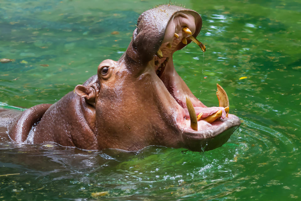 Der natürliche Lebensraum eines Flusspferdes ist das Wasser. Manchmal steigen sie aber auch an Land und schlurfen durch die nächstgelegene Stadt. Foto: Symbolbild / gettyimages / nattanan726