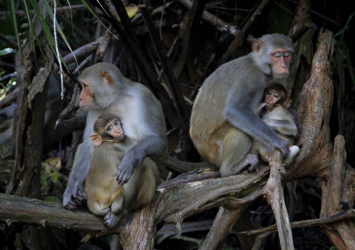 Female Rhesus Macaques nurse their young along the Silver River in Silver Springs State Park in Florida (AP)