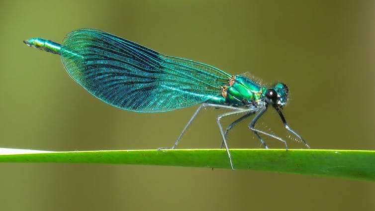 Banded demoiselle damselfly