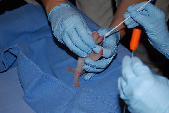 In its first exam, the cub weighed about 4.8 ounces (137 grams), and appeared healthy.