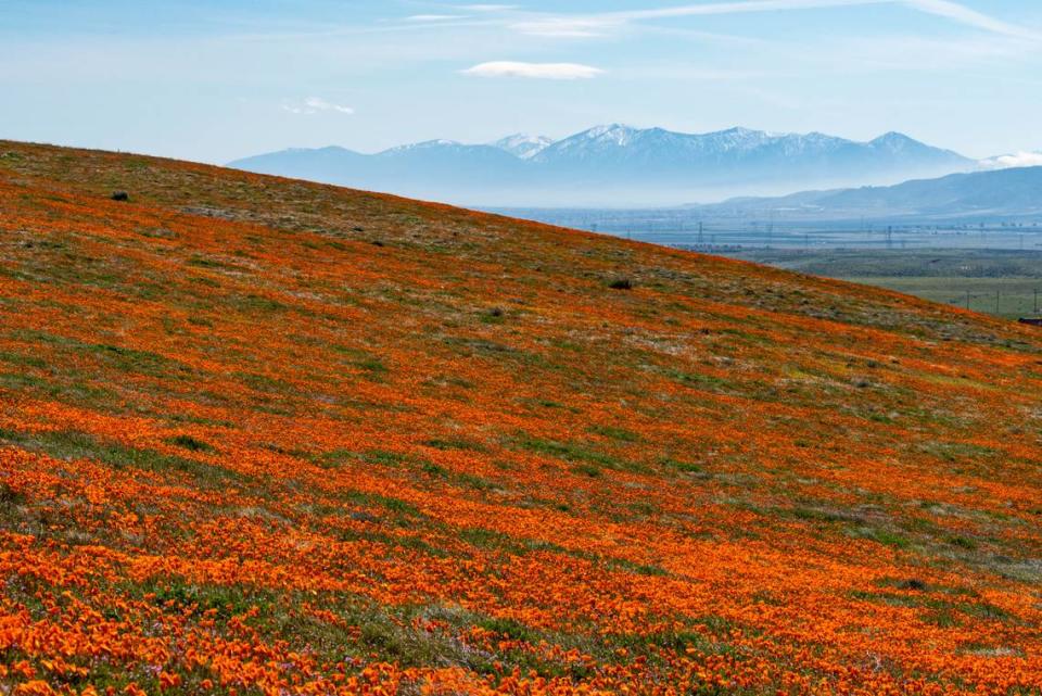 Antelope Valley Califonia Poppy Nature Reserve in 2019.