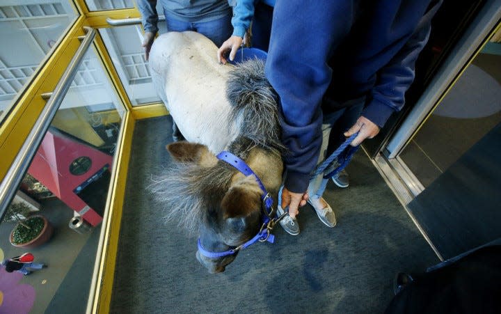 Victory Gallop therapeutic miniature horse Willie Nelson rides in the elevator at Akron Children's Hospital for his first visits with Akron Children's Hospital patients on May 1, 2018. (Karen Schiely/Beacon Journal)