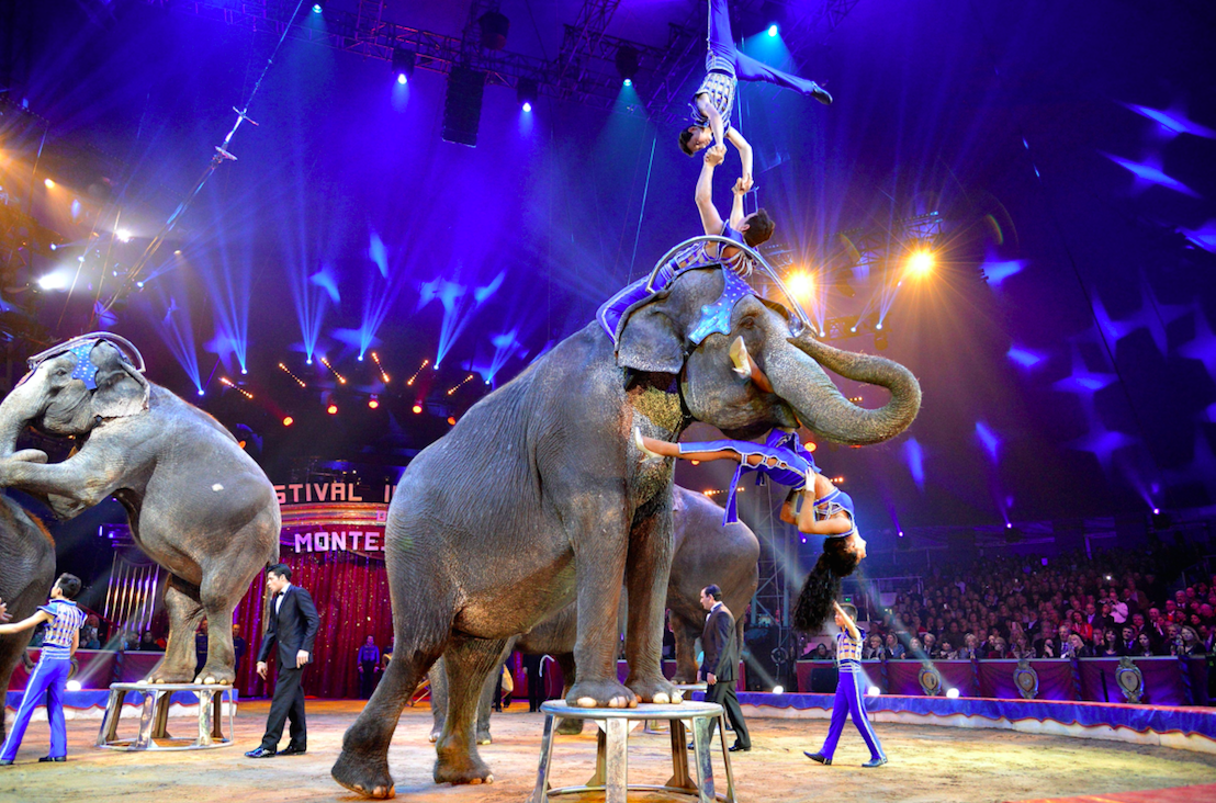 A ban on wild animals in English circuses is on its way (Picture: Rex)