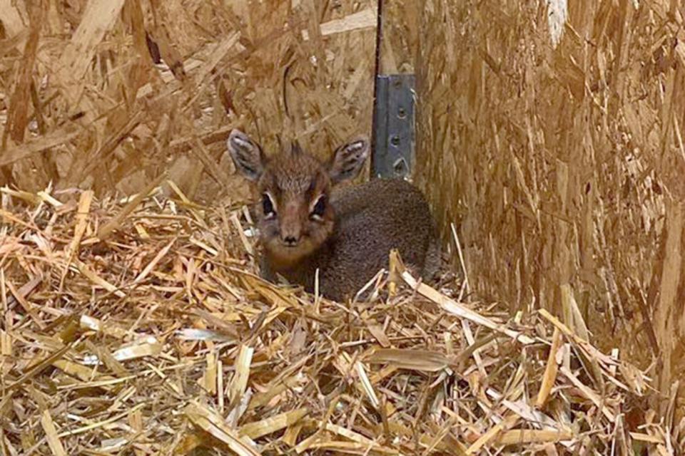 Baby Dikdik