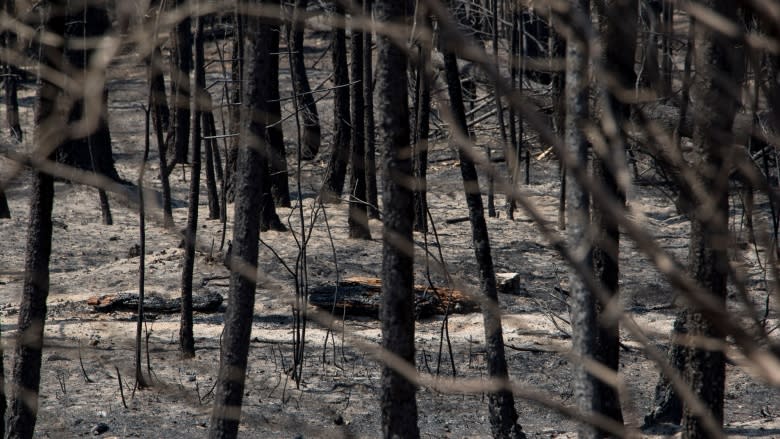 Williams Lake, B.C., residents cleared to return home after wildfire forces evacuation