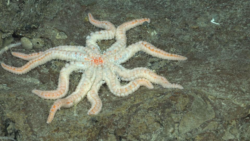 A Coronaster sea star photographed to the southwest of Easter Island.