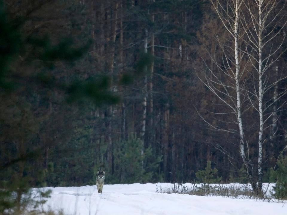 chernobyl wildlife