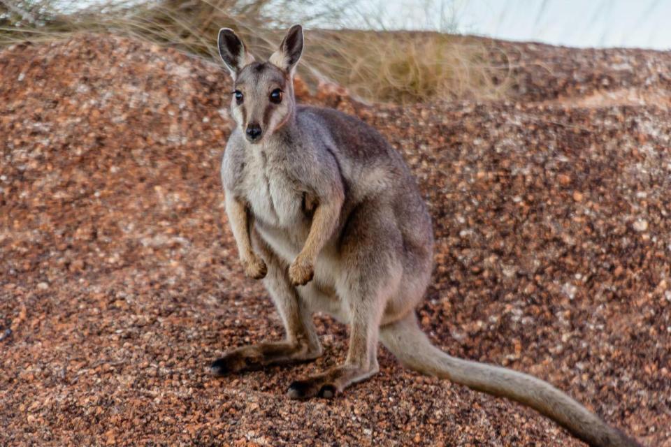 The rock wallaby is among the creatures to be reintroduced (iStock)