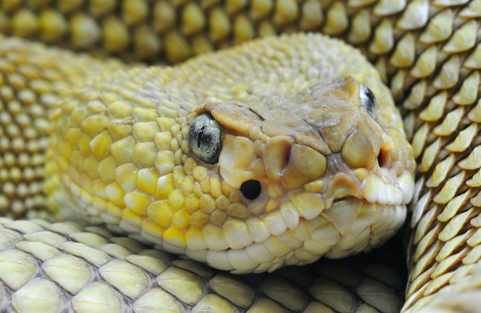 <em>The man was bitten by the severed head of a rattlesnake after he killed it (Rex/stock photo)</em>