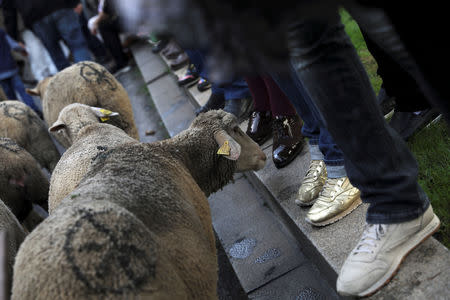 People see a flock of sheep walk by during the annual sheep parade through Madrid, Spain, October 21, 2018. REUTERS/Susana Vera